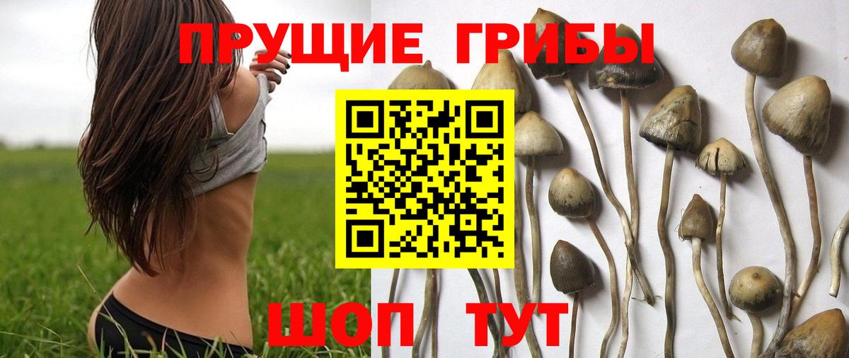 Псилоцибиновые грибы Psilocybe  Вход с VPN  Галлюциногенные грибы прущие грибы  Кузнецк 